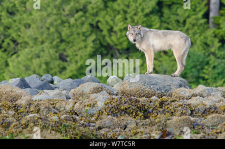 Vancouver Island Grey wolf (Canis lupus crassodon) Vancouver Island, British Columbia, Canada. Stock Photo