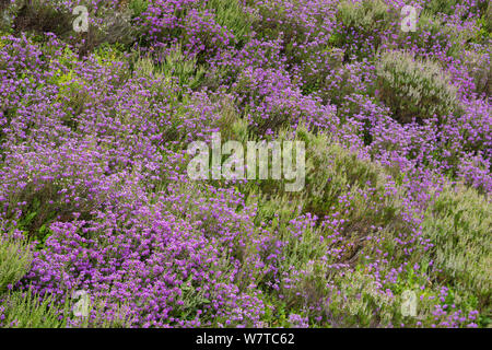 Bell heather (Erica cinerea) Common heather (Calluna vulgaris) and bilberry (Vaccinium myrtillus) growing together on Hallam Moor, near Sheffield, England, UK, July. Stock Photo