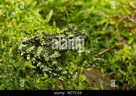 Mossy frog (Theloderma corticale) captive from Vietnam Stock Photo