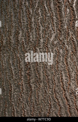 Paulownia tomentosa bark close up Stock Photo