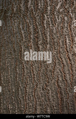 Paulownia tomentosa bark close up Stock Photo