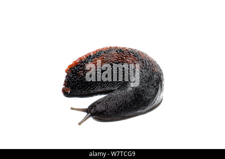 Black Keel Back Slug (Limax cinereoniger) displaying, Slovenia, Europe, May Meetyourneighbours.net project Stock Photo