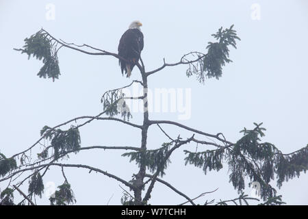 American bald eagle (Haliaeetus leucocephalus) sitting in a tree on a misty, foggy day. Vancouver Island, British Columbia, Canada, August. Stock Photo