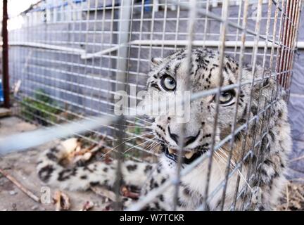 A two-year-old wild snow leopard to be released back to Tianshan mountain is pictured in a cage in Jinghe county, Bole city, northwest China's Xinjian Stock Photo