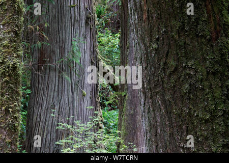 western redcedar (Thuja plicata) Plantae Stock Photo - Alamy