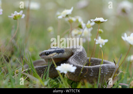 Juvenile Herald snake (Crotopheltis hotamboia) lying amongst Button daisies, DeHoop Nature Reserve, Western Cape, South Africa, August. Stock Photo