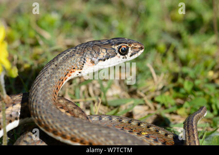 Karoo whip snake (Psammophis notostictus) DeHoop Nature Reserve, Western Cape, South Africa, August. Stock Photo