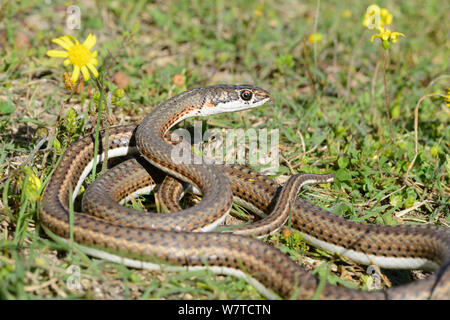 Karoo whip snake (Psammophis notostictus) DeHoop Nature Reserve, Western Cape, South Africa, August. Stock Photo