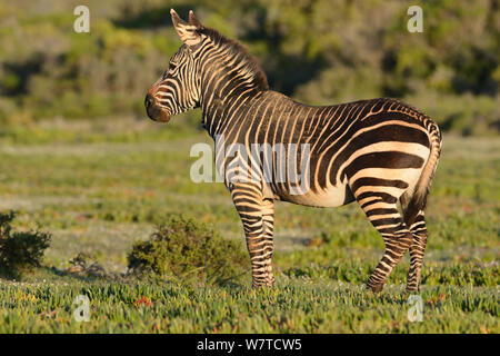 Stallion Cape mountain zebra (Equus zebra zebra) portrait, DeHoop Nature Reserve, Western Cape, South Africa, August, Vulnerable species. Stock Photo