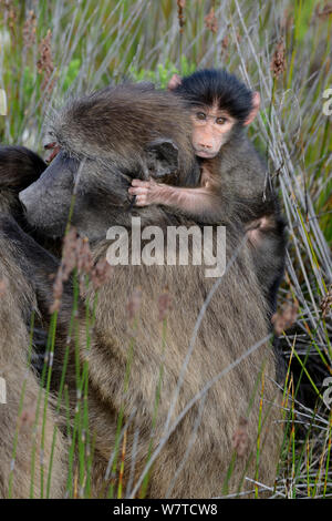 Chacma baboon (Papio hamadryas ursinus) infant clinging on mother&#39;s back, DeHoop Nature Reserve, Western Cape, South Africa, August. Stock Photo