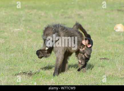 Female Chacma baboon (Papio hamadryas ursinus) feeding with infant (one day) clinging to leg, DeHoop Nature Reserve, Western Cape, South Africa, August. Stock Photo