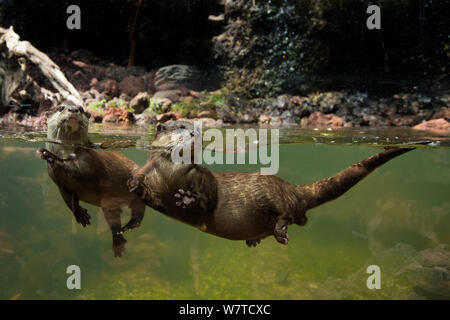 Two Oriental small clawed otters (Aonyx cinerea) underwater, captive. Stock Photo