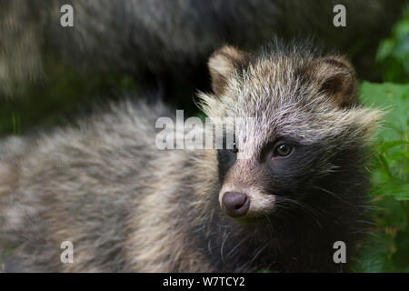 Juvenile Raccoon dog (Nyctereutes procyonoides), captive, native to East Asia Stock Photo