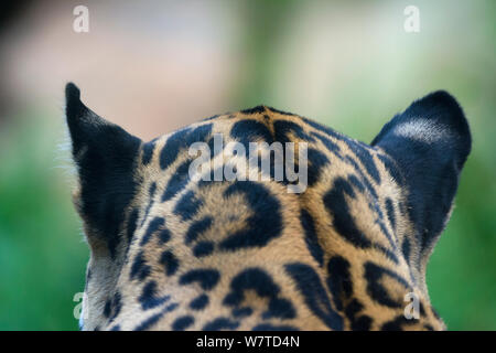 Close-up of the spot pattern on skin / fur on the back of a Jaguar (Panthera onca) head, captive, native to Southern and Central America. Stock Photo