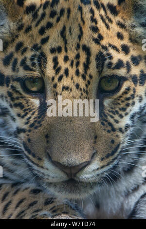 Jaguar (Panthera onca) cub, aged five months, captive, native to Southern and Central America. Stock Photo