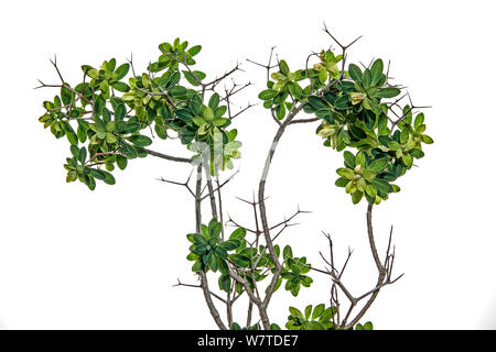 Greek spiny spurge (Euphorbia acanthothamnos) Crete, Greece. Stock Photo