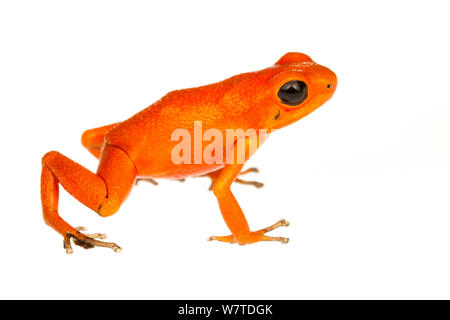 Strawberry Poison Frog (Oophaga pumilio) one of many colour morphs, Solarte, Panama. Meetyourneighbours.net project Stock Photo