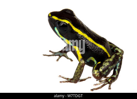 Poison dart frog (Phyllobates lugubris) southern Isla Popa, Panama. Meetyourneighbours.net project Stock Photo