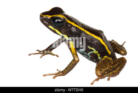 Poison dart frog (Phyllobates lugubris) southern Isla Popa, Panama. Meetyourneighbours.net project Stock Photo
