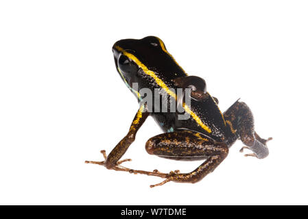 Lovely poison dart frog (Phyllobates lugubris) with a tadpole, Isla Colon, Panama. Meetyourneighbours.net project Stock Photo