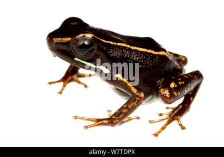 Lovely poison frog (Phyllobates lugubris) Escudo de Veraguas, Panama. Meetyourneighbours.net project Stock Photo