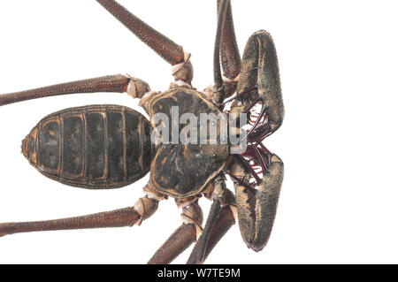 Tailless whip scorpion (Heterophrynus sp) Iwokrama, Guyana. Meetyourneighbours.net project Stock Photo