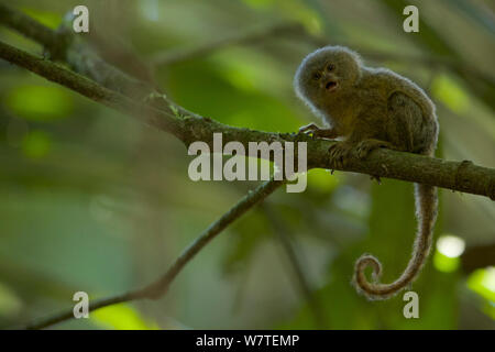 Pygmy Marmoset (Callithrix pygmaea) in Yasuni National Park, Orellana Province, Ecuador, July. Stock Photo