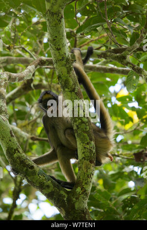 Spider Monkey (Ateles belzebuth) in tree above the clay lick at the Tiputini Biodiversity Station, Orellana Province, Ecuador, July. Stock Photo