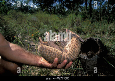 Hand holding Brazilian three banded armadillo (Tolypeutes tricinctus) on its back, Cerrado region of Piaui State, North Eastern Brazil. Vulnerable species. Stock Photo
