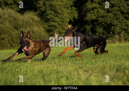 are a dober man dog good with sheep