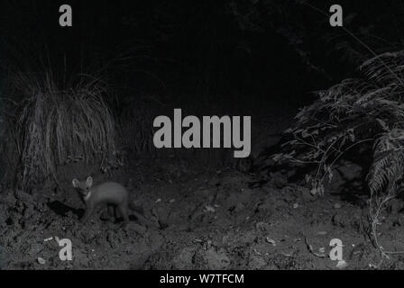 Pine marten (Martes martes) at night, taken with infra-red remote camera trap, France, August. Stock Photo