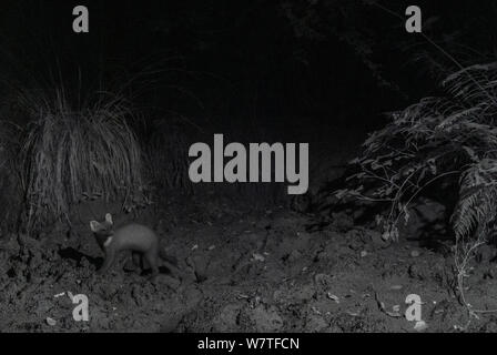 Pine marten (Martes martes) at night, taken with infra-red remote camera trap, France, August. Stock Photo