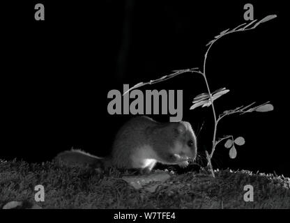 Edible dormouse (Glis glis) feeding at night, taken with infra-red remote camera trap, Slovenia Stock Photo