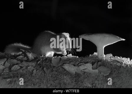 Forest dormouse (Dryomys nitedula) feeding on bait (pear) next to mushroom, at night, taken with infra red remote camera trap, Slovenia, October. Stock Photo