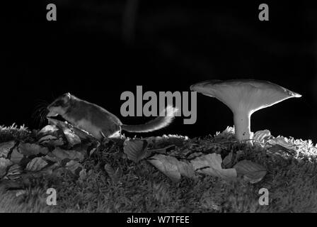 Forest dormouse (Dryomys nitedula) with bait (a piece of pear), walking by mushroom at night, taken with infra red remote camera trap, Slovenia, October. Stock Photo