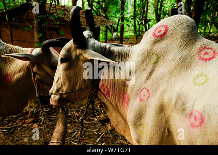 Zebu (Bos primigenius indicus) cattle with marks painted on skin, possibly for Gai Tihar - part of the Nepalese festival Tihar / Dewali (festival of lights) in a Tharu village. Royal Chitwan National Park, Nepal, October. Stock Photo