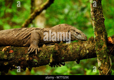 A monitor lizard in Chitwan National Park near the village of Sauraha