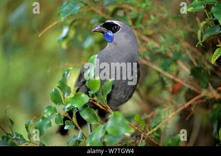 North Island Kokako (Callaeas cinerea wilsoni) Otorohanga Breeding Centre, New Zealand.
