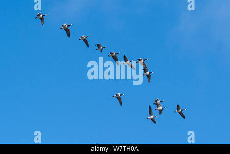 Barnacle goose (Branta leucopsis) flock migrating, South Karelia, southern Finland, September. Stock Photo
