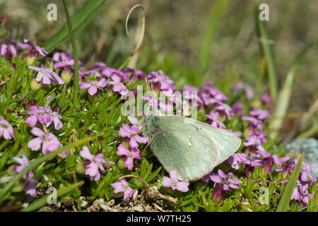 Booth's Sulphur (Colias tyche) female feeding, Lapland, Finland, July. Stock Photo