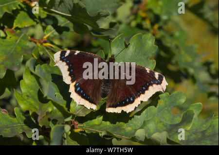 Camberwell beauty butterfly (Nymphalis antiopa) central Finland, August. Stock Photo