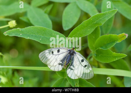 Clouded Apollo butterfly (Parnassius mnemosyne) female, southwest Finland, June. Stock Photo