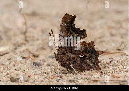 Comma (Polygonia c-album) male on gravel, southwest Finland, July. Stock Photo