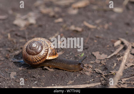 Copse snail (Arianta arbustorum) Aland Islands, Finland, April. Stock Photo