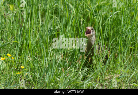 Corncrake (Crex crex) calling male, South Karelia, southern Finland, June. Stock Photo