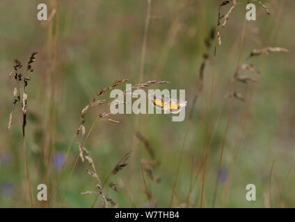 Owlet moth (Cryptocala chardinyi) in flight, South Karelia, southern Finland, July. Stock Photo