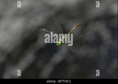 Downy Emerald dragonfly (Cordulia aenea) in flight, South Karelia, southern Finland, June. Stock Photo