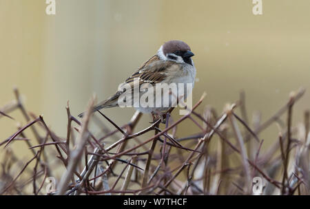 Eurasian Tree Sparrow (Passer montanus) central Finland, March. Stock Photo