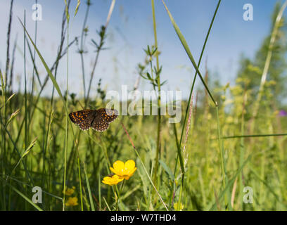 False Heath Fritillary (Melitaea diamina) flying in grassland habitat, Pirkanmaa, Finland, June. Stock Photo