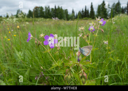 Geranium Argus butterfly (Plebejus eumedon) on Wood Cranesbill (Geranium sylvaticum) in habitat, northern Finland, June. Stock Photo